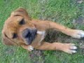 kaos pit bull terrier X french bull mastiff kaos pit bull terrier X french bull mastiff