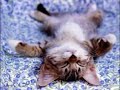 FUNNY CATS 5