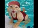 FUNNY CATS 5