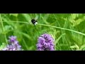 Aardhommel - Buff-tailed bumblebee - Bombus terrestris Aardhommel - Buff-tailed bumblebee - Bombus terrestris