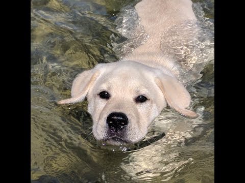 Labrador puppies swimming