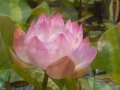 videos de Looking for your face by Rumi! A love poem dedicated to the beloved Master Madhukar