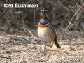 Bird Calls | Songs | Cries | Sounds of Britain ...