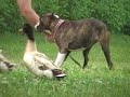 Boxer Dog In Training At DarnFar Ranch