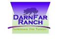 boxer dog in training at darnfar ranch