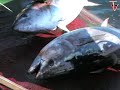 La mattanza dei tonni nella Baia del Caraugno a Procida La mattanza dei tonni nella Baia del Caraugno a Procida