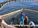 La mattanza dei tonni nella Baia del Caraugno a Procida