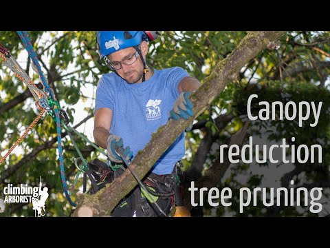 download free pruning lemon trees download free pruning lemon trees