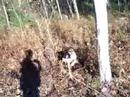 Woodcock hunting In NH