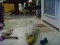 Pookie The Crazy Dog