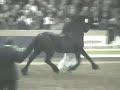 Tsjerk 328 (Feitse 293 x Nanne, stam 38) is a living legend. In 2007 he already had sired four approved sons (Maiko 373, Andries 415, Hinne 427 and Loadewyk 431). Also as of that year he had sired 255 star mares, resulting in a phenominal 53.6% lifetime star rating. In this clip from the 2007 stallion show he is 17 years old and still going strong. Tsjerk is the damsire of our ster broodmare Dahlia (see her video by looking at my video list).