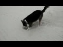 MY DOG PATCH