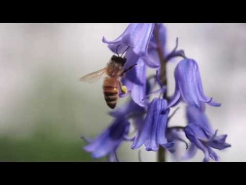 Alan Watts: Is It Really Necessary to Have a Guru?