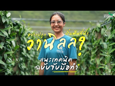 อยากปลูก "วานิลลา" เริ่มต้นที่นี่ แนะเทคนิคฉบับจับมือทำ