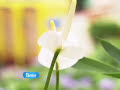 Go Green With House Plants Go Green With House Plants