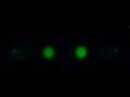 Real-time PCR