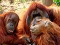 Animal Experiments & Psychology & Psychiatry