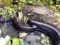 Voorbeeld video Samsung SGH-i200