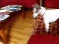Arabella with her squeaktoy