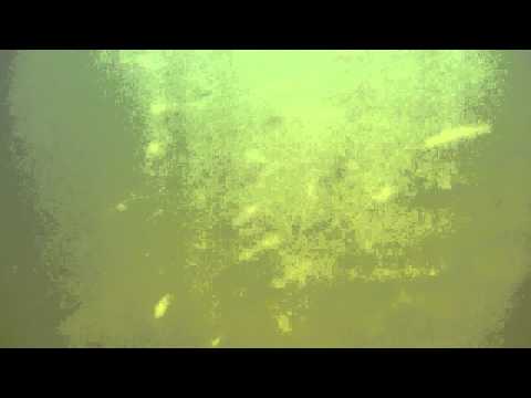 Fish in Wattamolla Lagoon