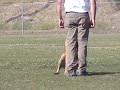 Bico vd Berlex-Hoeve Bico vd Berlex-Hoeve