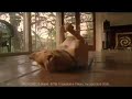 Pedigree Commercial - Bailey Pedigree Commercial - Bailey