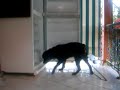 rottweiler-aimanter-par-des-roches.html