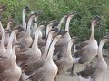 China Trip 2008 #12 - Geese herding China Trip 2008 #12 - Geese herding
