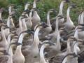 videos de China Trip 2008 #12 - Geese herding
