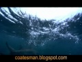 Shark Soup - Tiger Shark & Black Tip Shark Free Dive