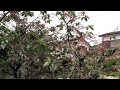 Click here to watch this video ヒヨドリ、サクランボ食べ放題