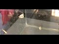 Koolwitjes tijdens INSECTENexperience