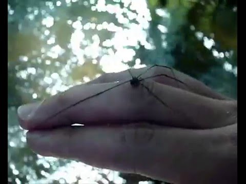 Imagen de previsualización de YouTube