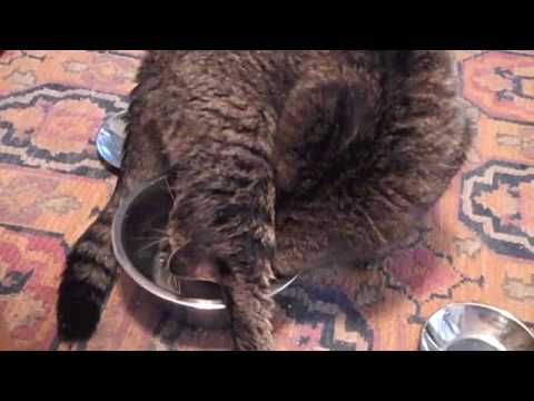 Babycat’s Drinking Problem