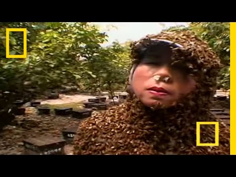 how to treat the sting of a bee