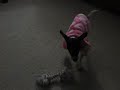 Pink Cast