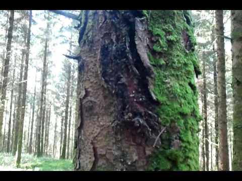 how to treat dogwood fungus