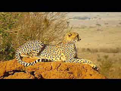 Safari - Recorded on a safari trip to Lake Nakuru and Masai Mara in Kenya.