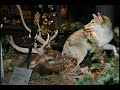 BBHC: Grizzly Kill Site BBHC: Grizzly Kill Site