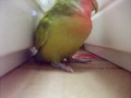 ガブっ！てけてけ！カジカジ！2