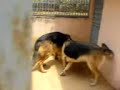 Cruzamento da Saron com Max