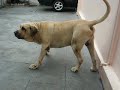 Falstaff enjoado e reclamando