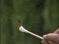 Spiders On Drugs