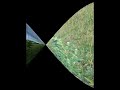 cannabis in the garden
