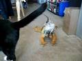 Mr. Wizard, my Green Iguana, comes when called!