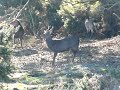 Deer on back legs - the Isle of Arne