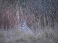 NATURE: Bobcat