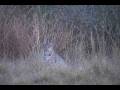 videos de NATURE: Bobcat