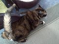 Gagi the Cat gets dustbusted Gagi the Cat gets dustbusted
