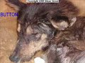 Stop Animal Cruelty